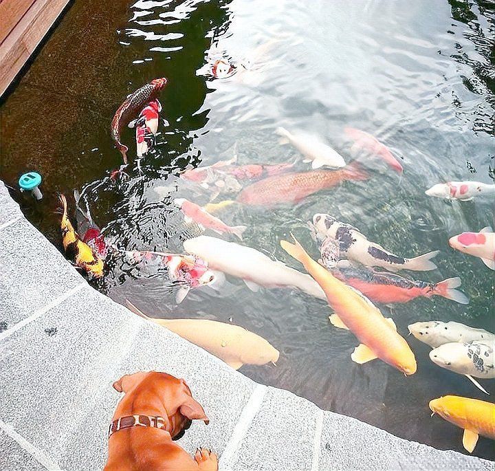 錦鯉為什么養(yǎng)一條靈性高
