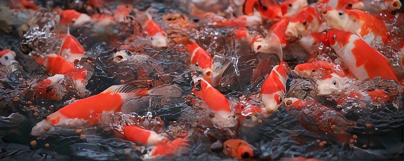 錦鯉為什么養(yǎng)一條靈性高
