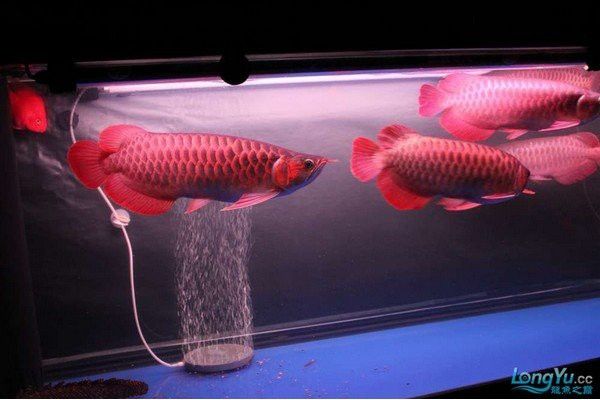 紅龍魚的最佳混養(yǎng)比例是多少？ 紅龍魚的最佳混養(yǎng)比例是多少？ 龍魚百科 第2張