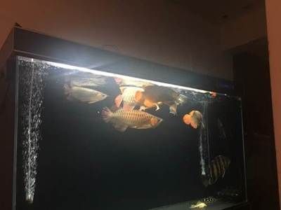 40公分的紅龍魚怎么喂食（紅龍魚的喂養與食物）