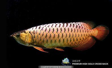 金底金龍魚叫什么:金底金龍魚叫什么名字 龍魚百科 第2張 金底金龍魚叫什么:金底金龍魚叫什么名字 金底金龍魚叫什么:金底金龍魚叫什么名字 龍魚百科 第2張