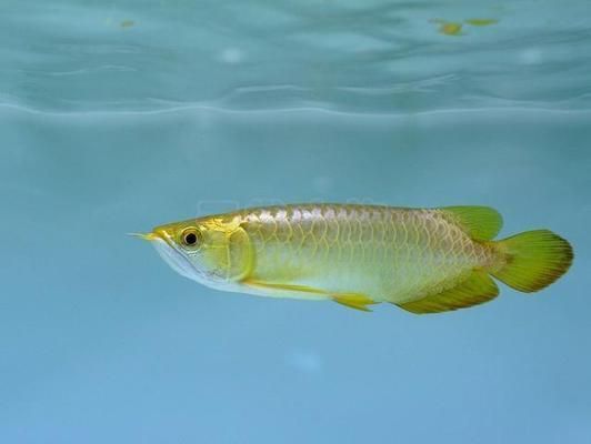 龍魚芯片有什么用（龍魚芯片如何植入） 龍魚芯片有什么用（龍魚芯片如何植入） 龍魚百科 第4張