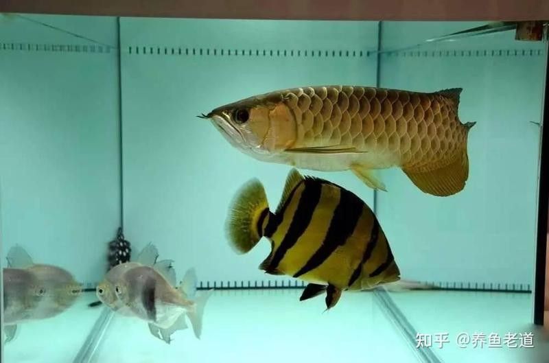龍魚配飛鳳好還是雙線