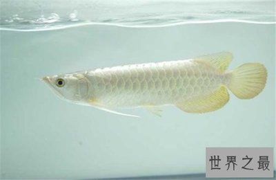 龍魚有營養嗎：龍魚與鱸魚營養對比，龍魚營養對比