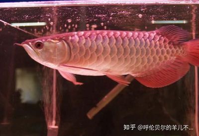 龍魚有營養嗎：龍魚與鱸魚營養對比，龍魚營養對比