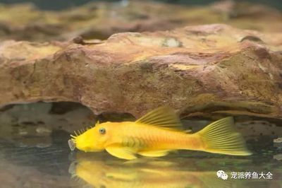 龍魚有營養嗎：龍魚與鱸魚營養對比，龍魚營養對比