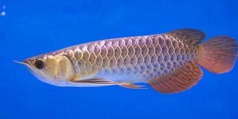龍魚在沒有氧氣的袋子里能活多久（龍魚在沒有氧氣的袋子里能活多久,根據提供的搜索結果） 龍魚在沒有氧氣的袋子里能活多久（龍魚在沒有氧氣的袋子里能活多久,根據提供的搜索結果） 龍魚百科 第4張