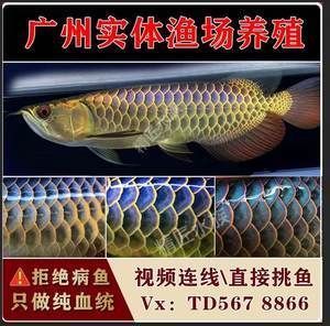紅龍魚哪里批發便宜（紅龍魚批發價格、批發報價、價格大全）