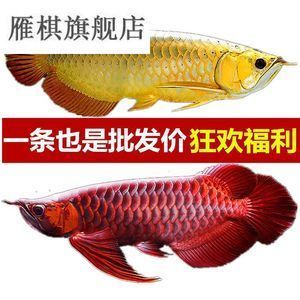紅龍魚哪里批發便宜（紅龍魚批發價格、批發報價、價格大全）