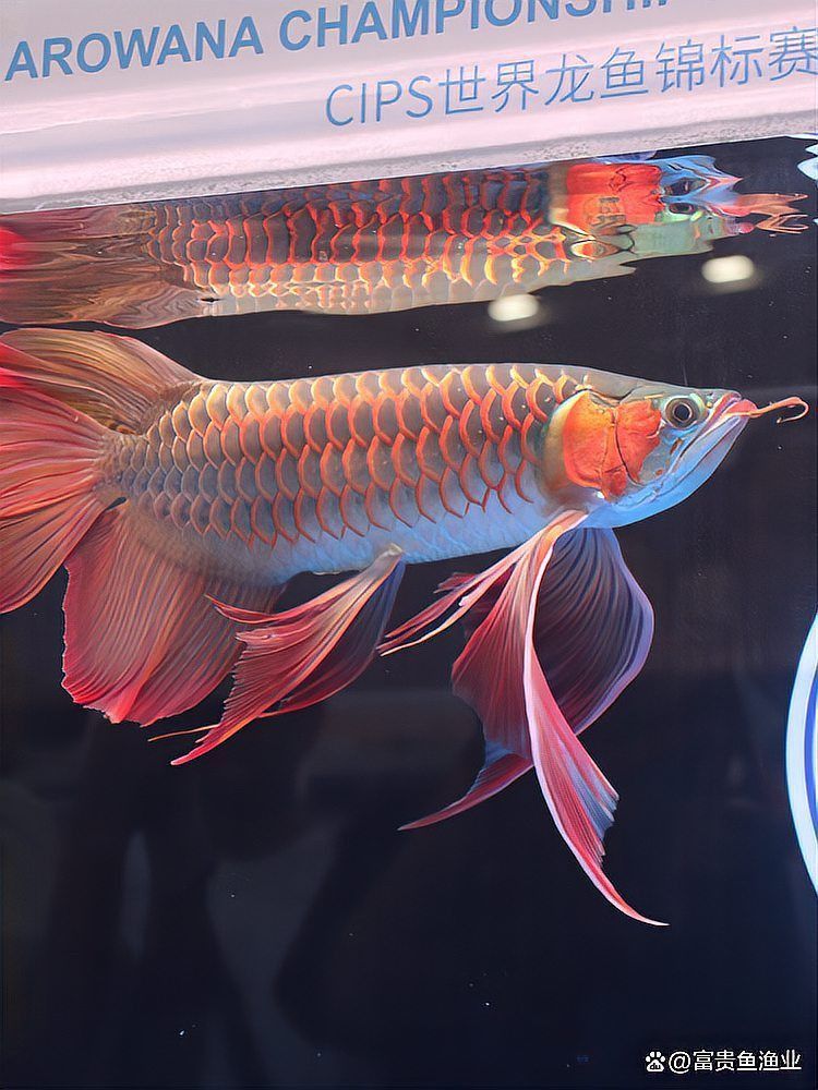 龍魚缸的最佳擺放圖
