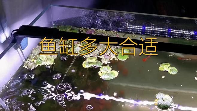 混養其他魚種需要多大的魚缸？ 混養其他魚種需要多大的魚缸？ 龍魚百科 第1張
