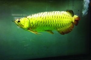 金龍魚前鰓彎曲怎么回事圖片【金龍魚前鰓彎曲可能由多種原因導致】