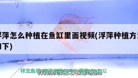 龍魚(yú)吃蝦好消化嗎：飼養(yǎng)龍魚(yú)的注意事項(xiàng) 龍魚(yú)吃蝦好消化嗎：飼養(yǎng)龍魚(yú)的注意事項(xiàng) 龍魚(yú)百科