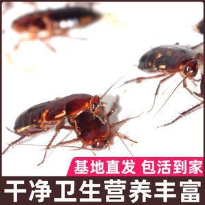 紅龍魚可以吃蟑螂嗎？：紅龍魚可以吃蟑螂嗎紅龍魚可以吃蟑螂嗎