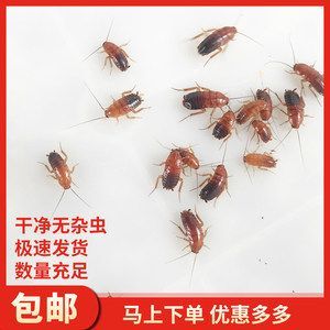 紅龍魚可以吃蟑螂嗎？：紅龍魚可以吃蟑螂嗎紅龍魚可以吃蟑螂嗎