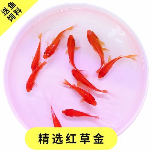 粉色金龍魚多少錢
