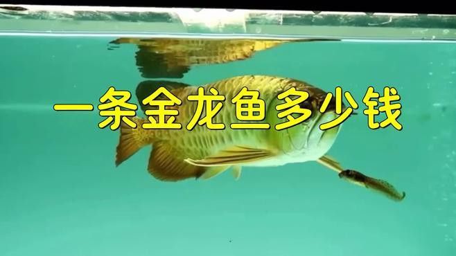 金龍魚的價格波動歷史是怎樣的？