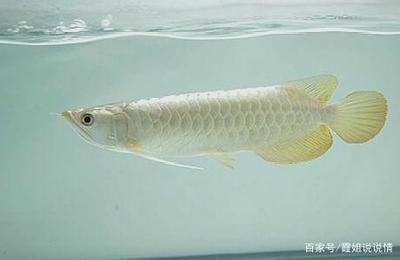 白色金龍魚瓶蓋幾種顏色區(qū)別（關(guān)于白色金龍魚瓶蓋幾種顏色區(qū)別的問題）
