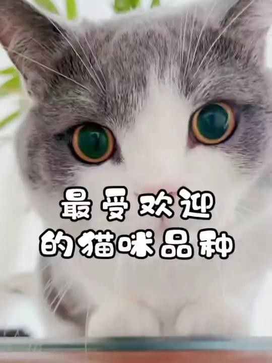 哪個品種更受歡迎？
