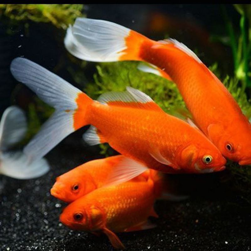 龍魚吃草金魚容易得病嗎（龍魚吃草金魚容易得病取決于多種因素，喂食草金魚應注意） 龍魚吃草金魚容易得病嗎（龍魚吃草金魚容易得病取決于多種因素，喂食草金魚應注意） 龍魚百科 第4張