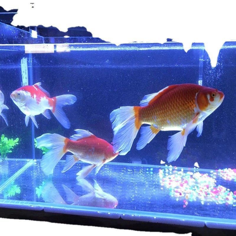 龍魚吃草金魚容易得病嗎（龍魚吃草金魚容易得病取決于多種因素，喂食草金魚應注意） 龍魚吃草金魚容易得病嗎（龍魚吃草金魚容易得病取決于多種因素，喂食草金魚應注意） 龍魚百科 第5張