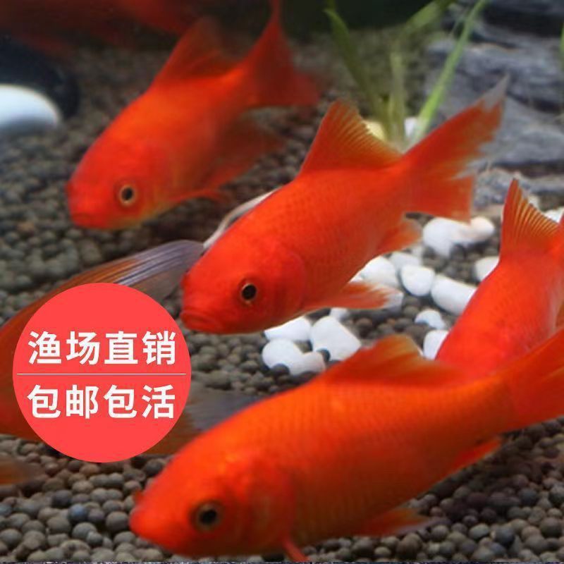 龍魚吃草金魚容易得病嗎（龍魚吃草金魚容易得病取決于多種因素，喂食草金魚應注意） 龍魚吃草金魚容易得病嗎（龍魚吃草金魚容易得病取決于多種因素，喂食草金魚應注意） 龍魚百科 第2張