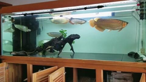紅龍魚突然總是撞缸（如何緩解紅龍魚撞缸的原因，紅龍魚撞缸的解決方法）