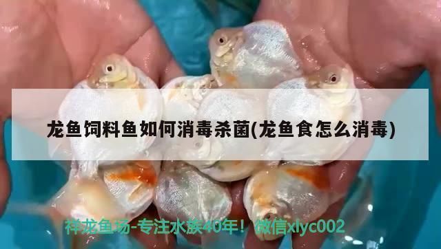 龍魚翻了怎么搶救:如何判斷龍魚是否消化不良 龍魚百科 第10張 龍魚翻了怎么搶救:如何判斷龍魚是否消化不良 龍魚翻了怎么搶救:如何判斷龍魚是否消化不良 龍魚百科 第10張