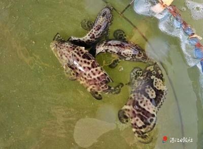 龍魚(yú)的魚(yú)鱗掉了一個(gè)可以恢復(fù)嗎:龍魚(yú)吃淡水蝦還是海蝦,龍魚(yú)吃淡水蝦還是海蝦吃蝦嗎
