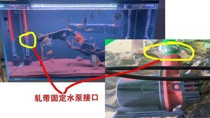 龍魚(yú)的魚(yú)鱗掉了一個(gè)可以恢復(fù)嗎:龍魚(yú)吃淡水蝦還是海蝦,龍魚(yú)吃淡水蝦還是海蝦吃蝦嗎