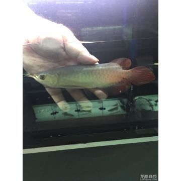 紅龍魚幼崽多少錢一條：紅龍魚幼崽多少錢一條紅龍魚幼崽多少錢一條 紅龍魚幼崽多少錢一條：紅龍魚幼崽多少錢一條紅龍魚幼崽多少錢一條 龍魚百科 第1張