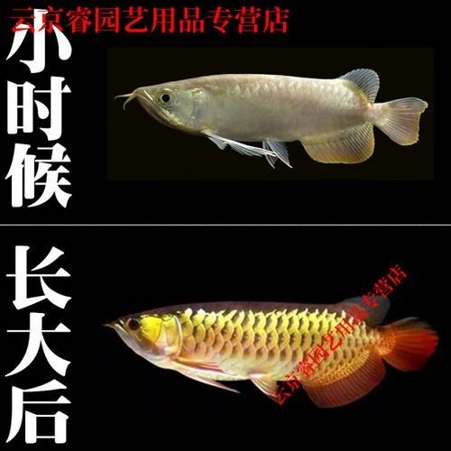 高背藍(lán)底金龍魚(yú)圖片大全大圖