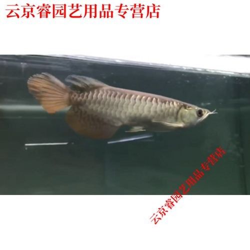 高背藍(lán)底金龍魚(yú)圖片大全大圖
