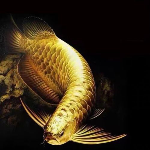 高背藍(lán)底金龍魚(yú)圖片大全大圖