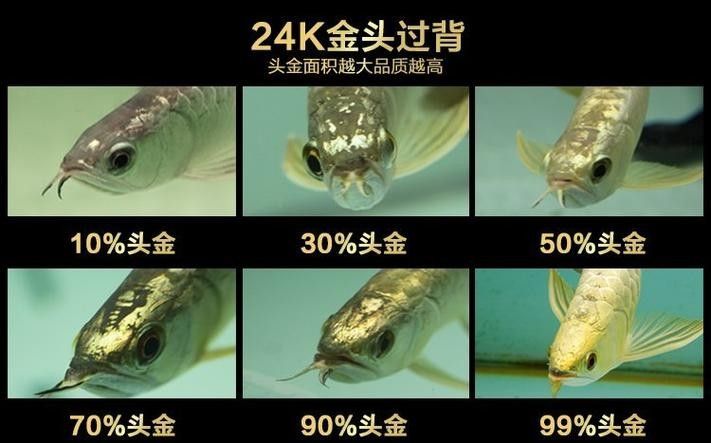 高背藍(lán)底金龍魚(yú)圖片大全大圖
