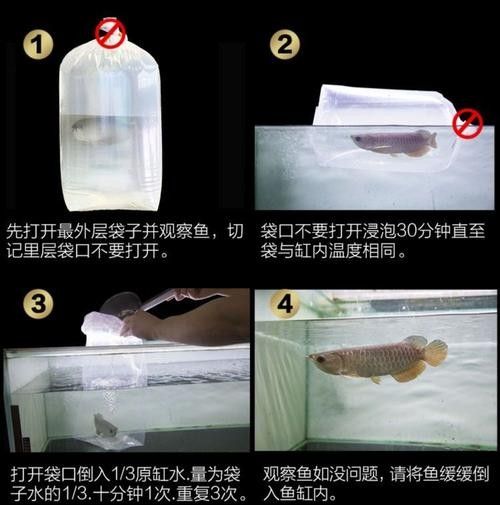 高背藍(lán)底金龍魚(yú)圖片大全大圖