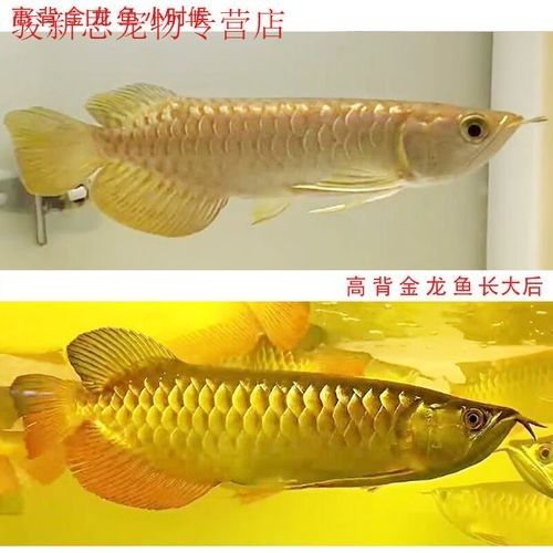 高背藍(lán)底金龍魚(yú)圖片大全大圖
