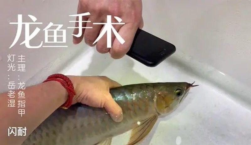龍魚用麻藥一天最多可以用幾次啊視頻 龍魚用麻藥一天最多可以用幾次啊視頻 龍魚百科 第1張