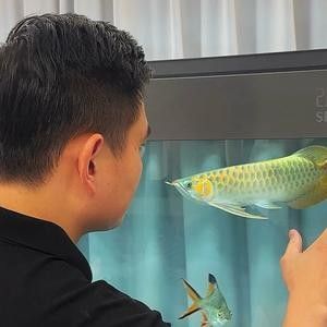 龍魚用麻藥一天最多可以用幾次啊視頻 龍魚用麻藥一天最多可以用幾次啊視頻 龍魚百科 第4張