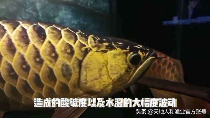 龍魚換水后可以喂食嗎，龍魚換水后可以喂食但需要注意一些事項，龍魚換水前后需要注意什么