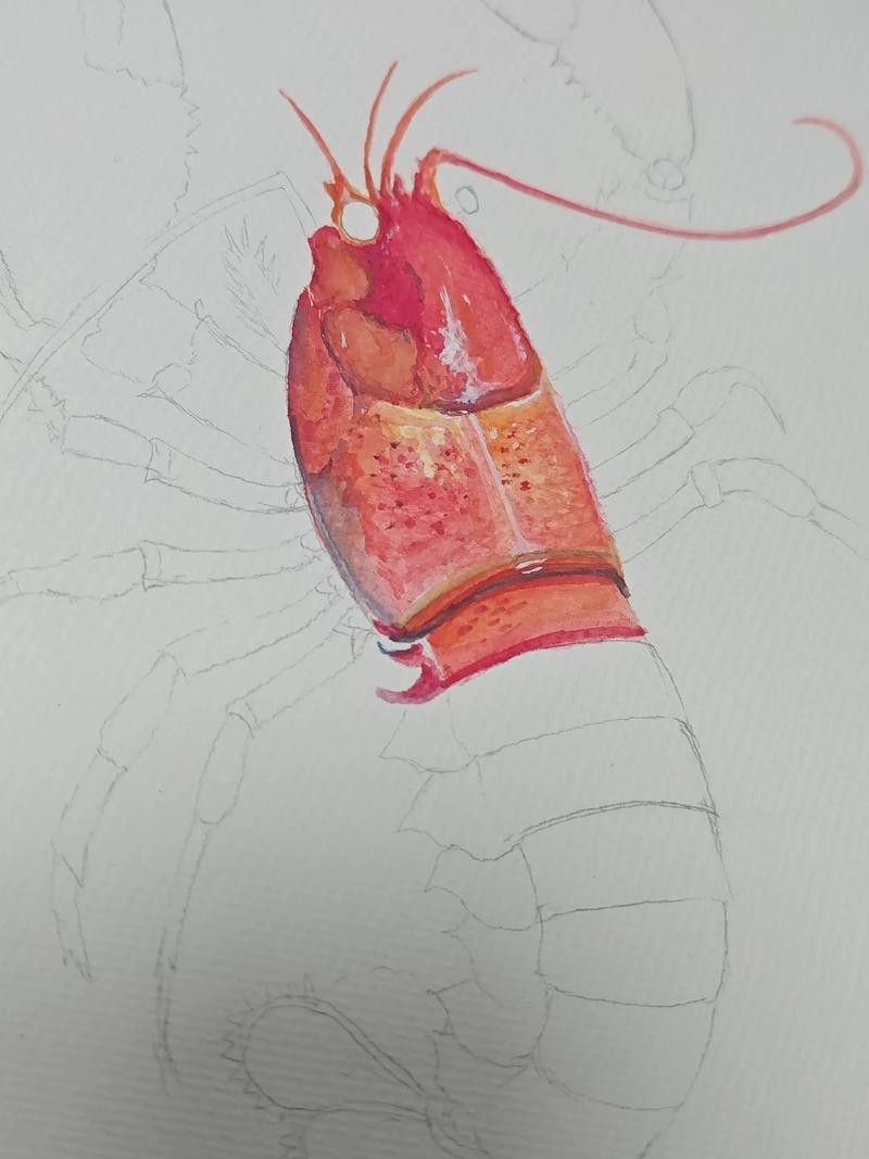 有沒有創(chuàng)意手繪龍蝦圖片？