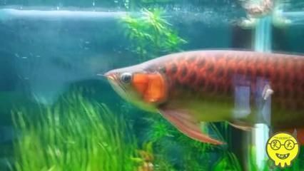 龍魚80缸嫌小么：80缸龍魚成長過程中的飼養要點，龍魚缸內布置注意事項