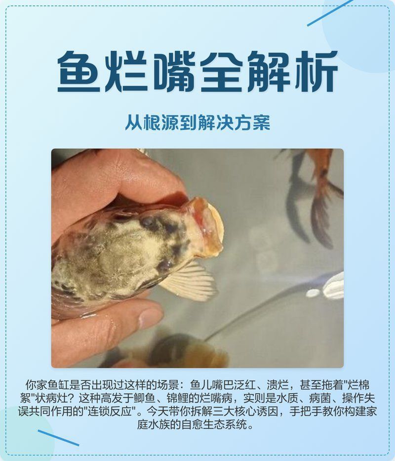 龍魚嘴巴爛了怎么治 龍魚嘴巴爛了怎么治 龍魚百科 第1張