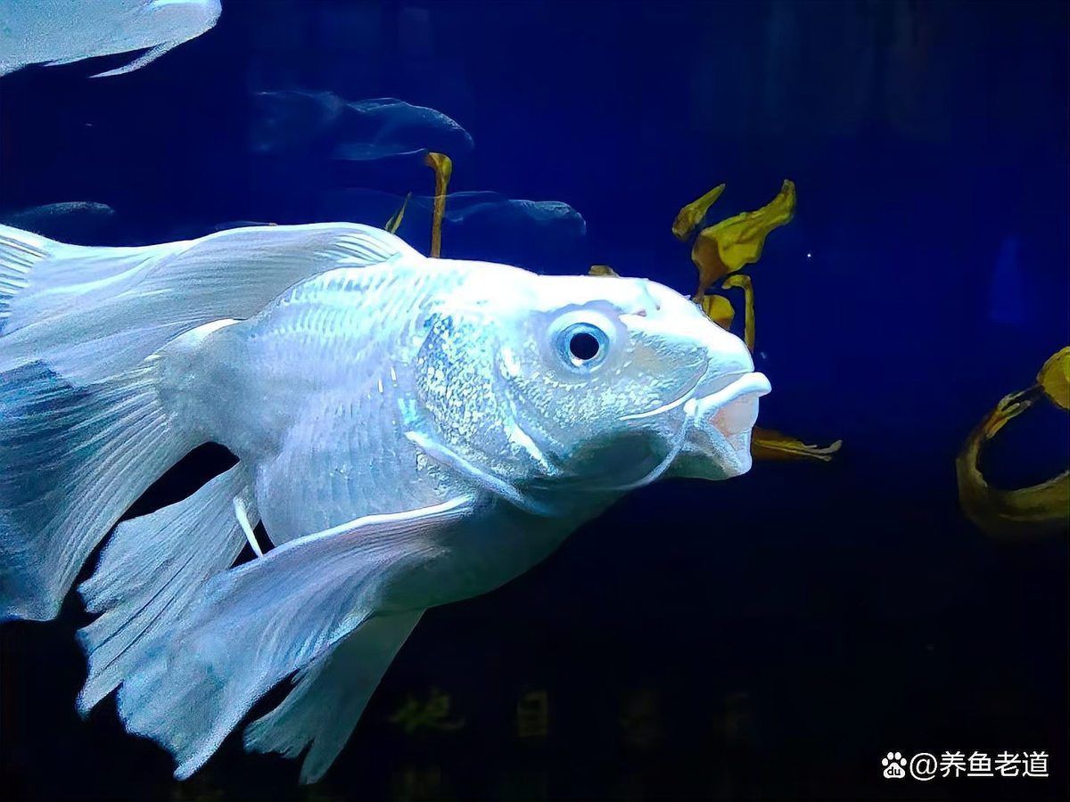 龍魚嘴巴爛了怎么治 龍魚嘴巴爛了怎么治 龍魚百科 第6張