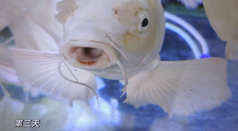 龍魚嘴巴爛了怎么治 龍魚嘴巴爛了怎么治 龍魚百科 第8張