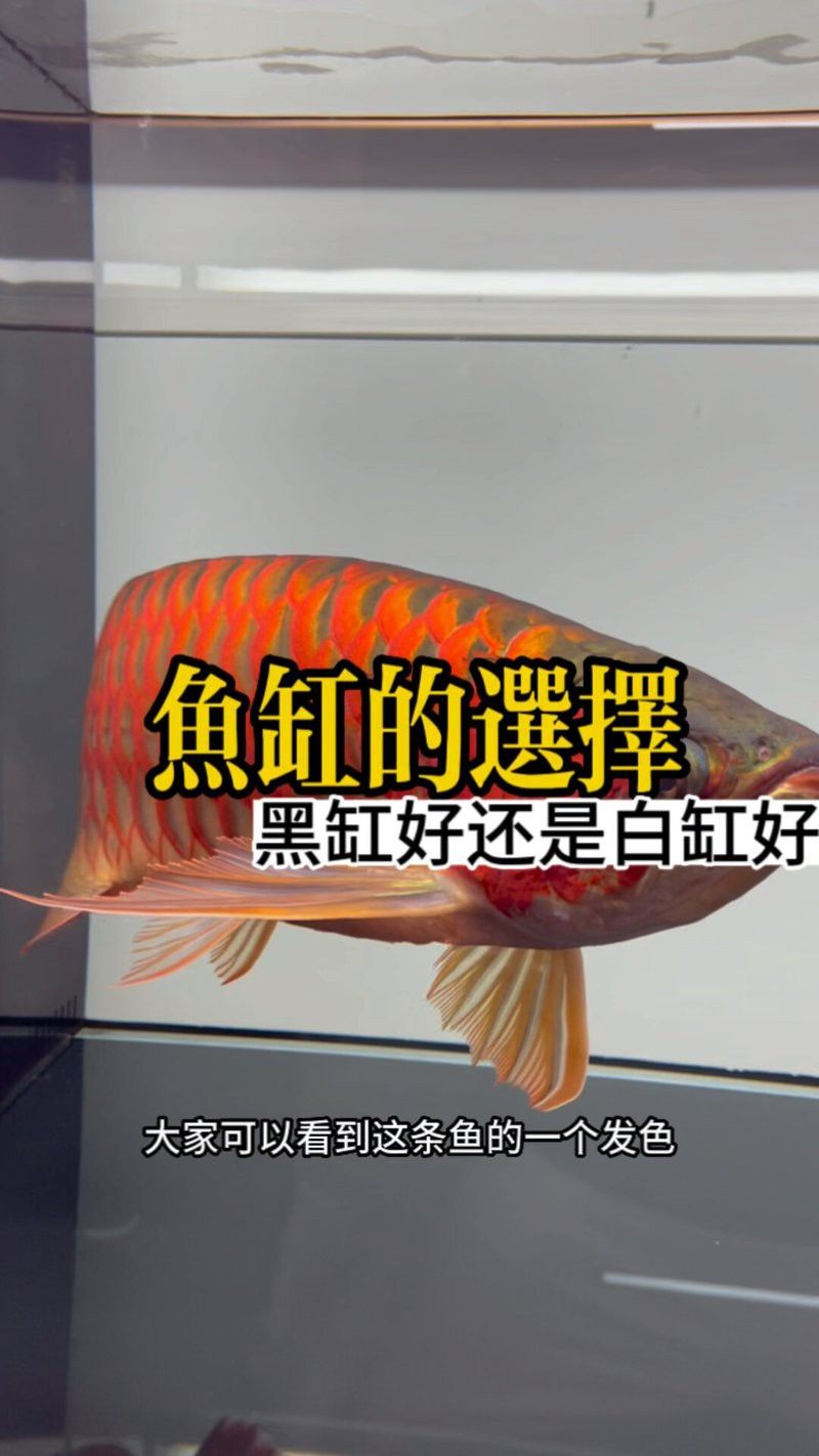 血紅龍魚的最佳飼養環境 血紅龍魚的最佳飼養環境 龍魚百科 第3張