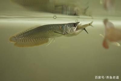 銀龍魚苗喂食時間安排：銀龍魚苗喂食后健康管理，銀龍魚苗喂食頻率調整方法