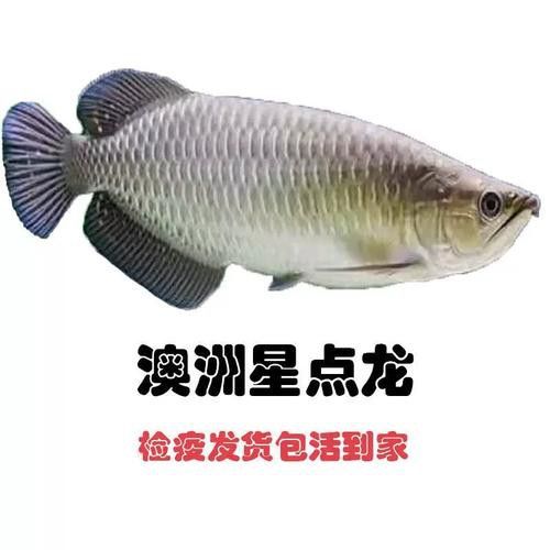澳洲星點龍魚圖片 澳洲星點龍魚圖片 龍魚百科 第11張