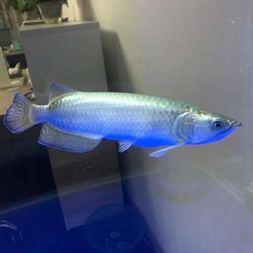 澳洲星點龍魚圖片 澳洲星點龍魚圖片 龍魚百科 第15張