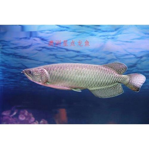 澳洲星點龍魚圖片 澳洲星點龍魚圖片 龍魚百科 第16張